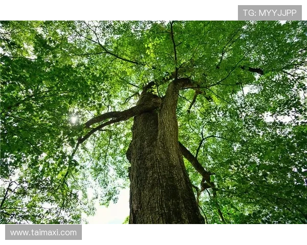 白头山豆瓣：来自长白山脉的绿色馈赠，舌尖上的诗与远方